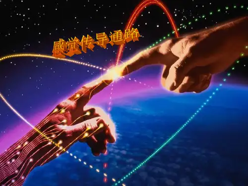 感觉传导路