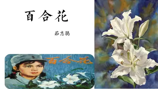 《百合花》ppt课件44张 