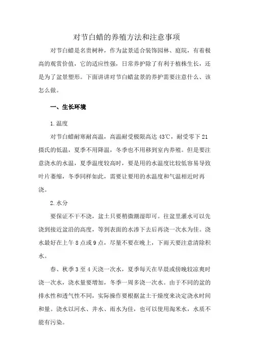 对节白蜡的养殖方法和注意事项