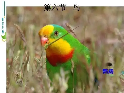 八年级生物上册第一章---第六节鸟