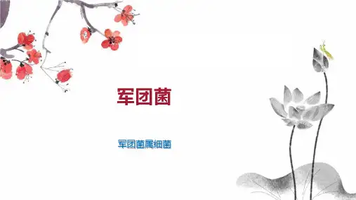 军团菌    