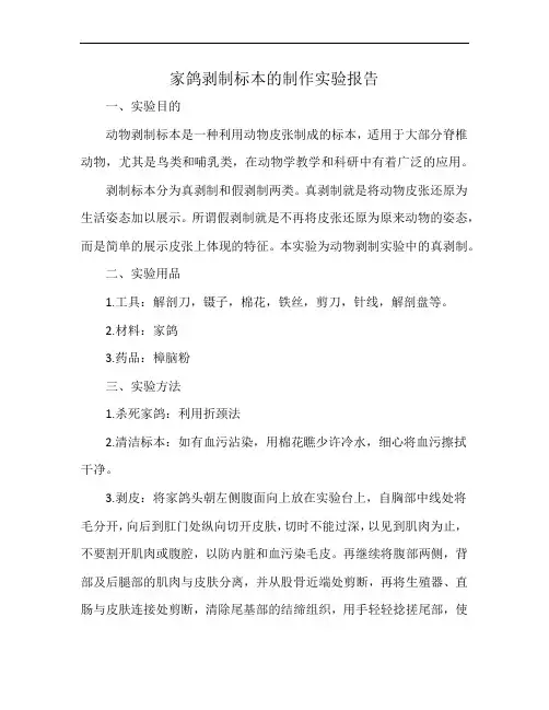 家鸽剥制标本的制作实验报告