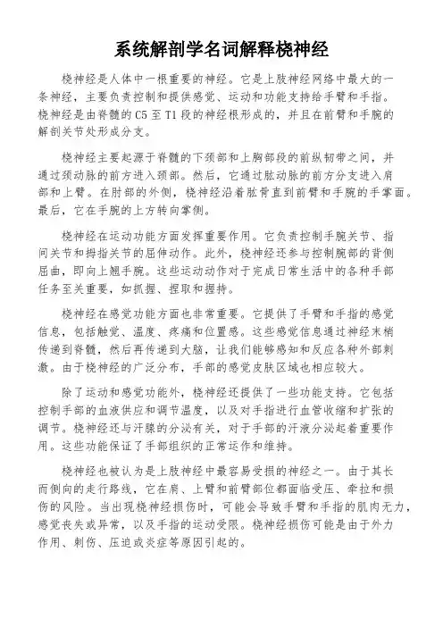 系统解剖学名词解释桡神经