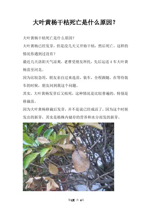 大叶黄杨干枯死亡是什么原因？