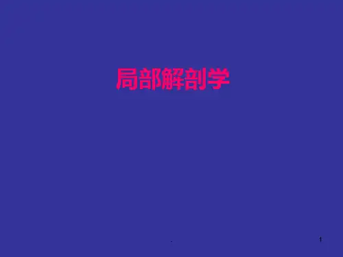 全上肢解剖PPT课件