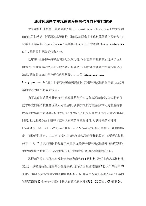 通过远缘杂交实现白菜根肿病抗性向甘蓝的转移