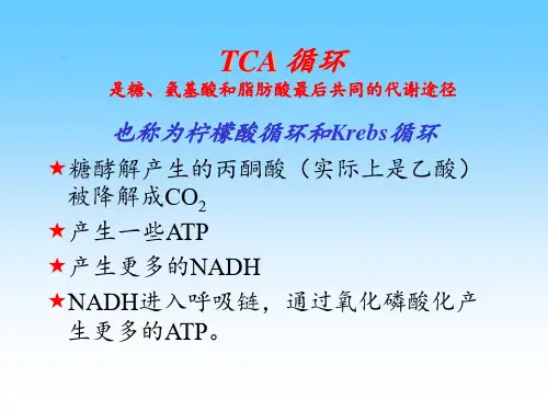 三羧酸循环全解