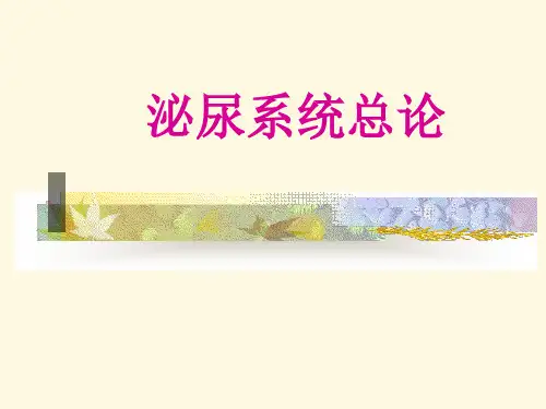 泌尿系统总论