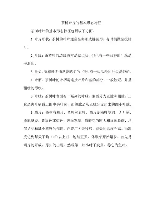 茶树叶片的基本形态特征
