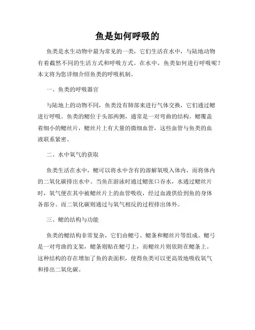 鱼是如何呼吸的