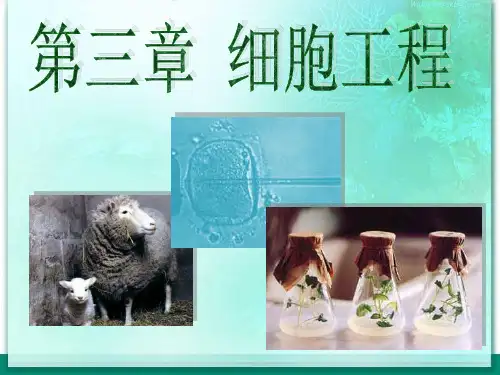 植物细胞工程课件(共29张PPT)