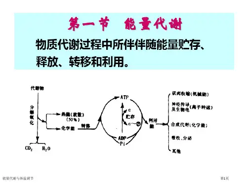 能量代谢与体温调节