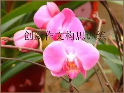 创新作文构思训练