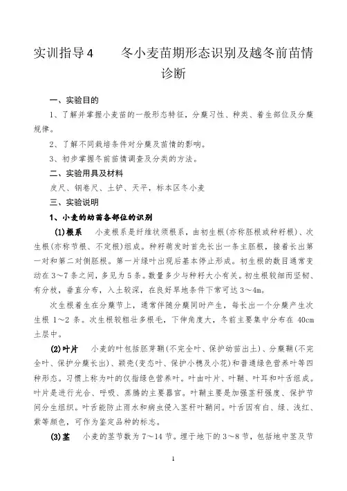 实训指导五    冬小麦苗期形态识别及越冬前苗情诊断