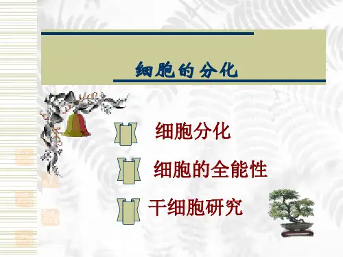 细胞的分化ppt课件