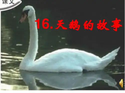 天鹅的故事PPT