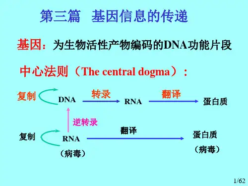11.DNA的生物合成