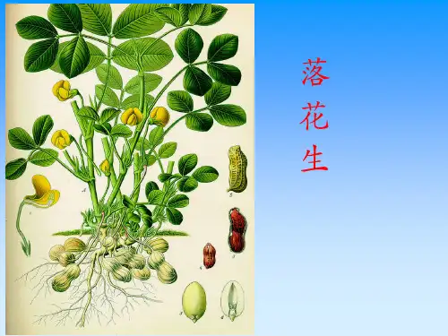 部编五年级上人教《15 落花生》王强PPT课件 一等奖新名师优质课获奖比赛公开免费下载