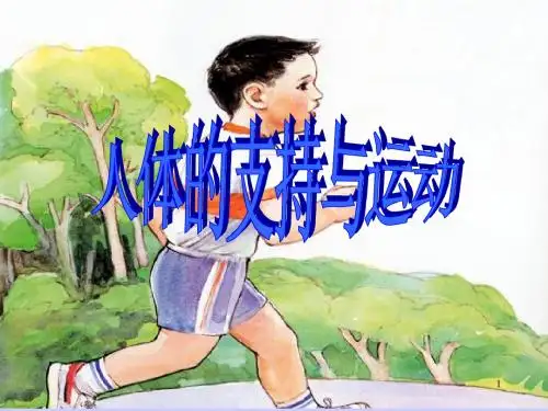 最新苏科版八年级生物上册 人体的支持与运动