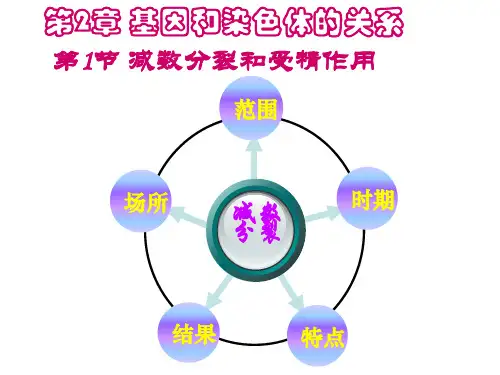 人教版高中生物必修二课件2.1减数分裂和受精作用(共31张PPT)