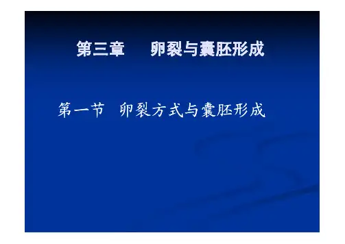 卵裂