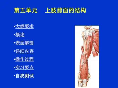 上肢解剖