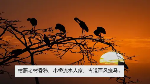 《故都的秋》ppt课件