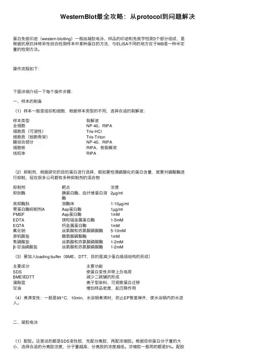 WesternBlot最全攻略：从protocol到问题解决