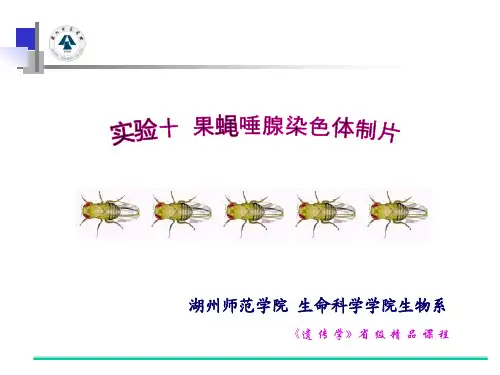 10实验十_果蝇唾腺染色体