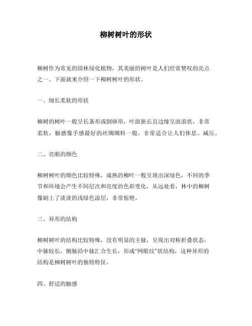 柳树树叶的形状