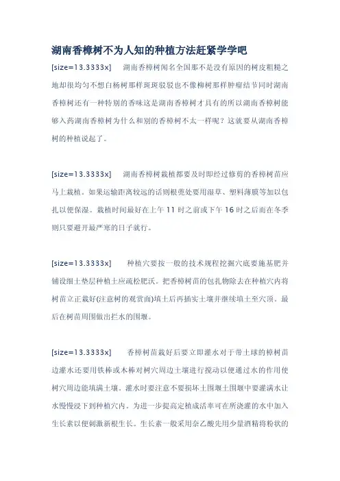 湖南香樟树不为人知的种植方法赶紧学学吧.