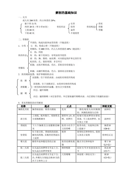 解剖的基础知识