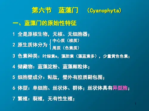 蓝藻门(Cyanophyta)