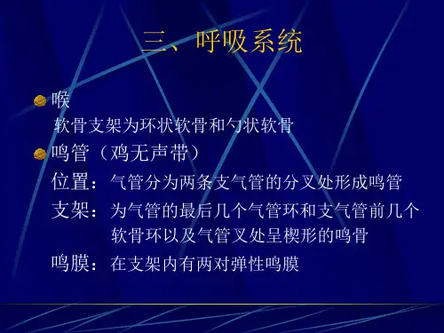 鸡的解剖-呼吸系统-泌尿系统-生殖系统