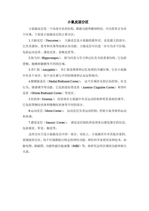 小鼠皮层分区