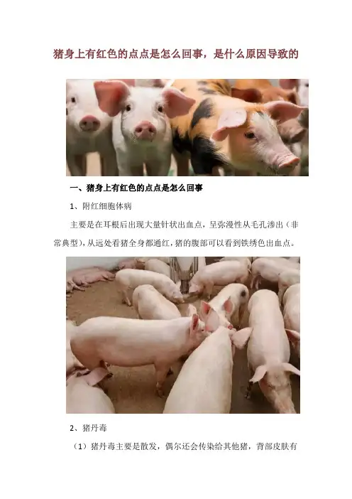 猪身上有红色的点点是怎么回事,是什么原因导致的
