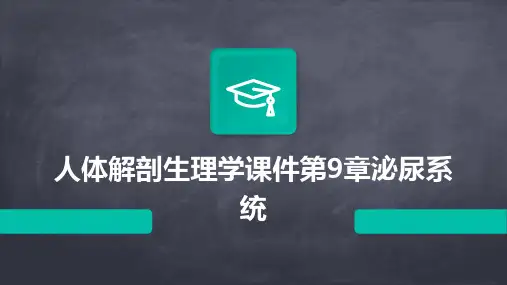 人体解剖生理学课件第9章泌尿系统