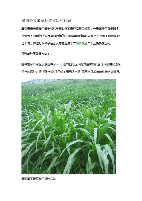 墨西哥玉米草种植方法和时间