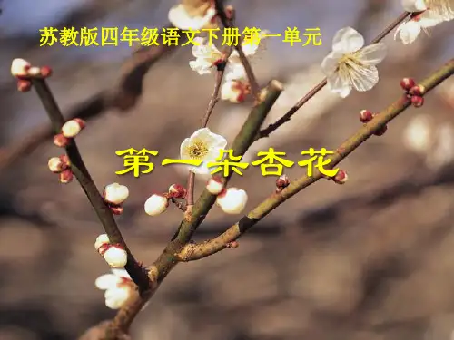 苏教版四年级语文下册《第一朵杏花》PPT课件(3篇)