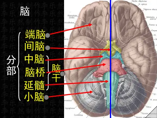 脑及脑干彩色图谱