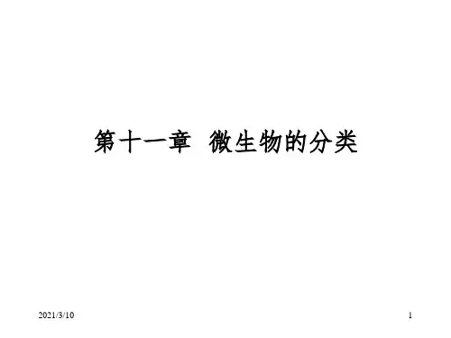 微生物学第12章 微生物的分类课件PPT