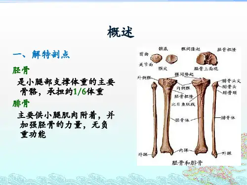 胫腓骨骨折患者查房