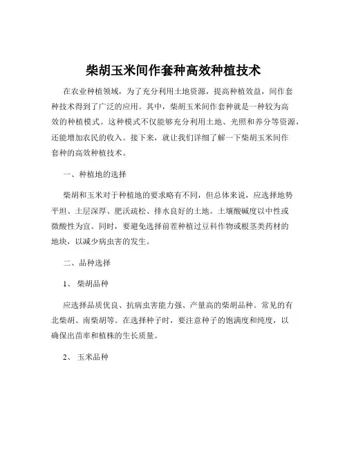 柴胡玉米间作套种高效种植技术
