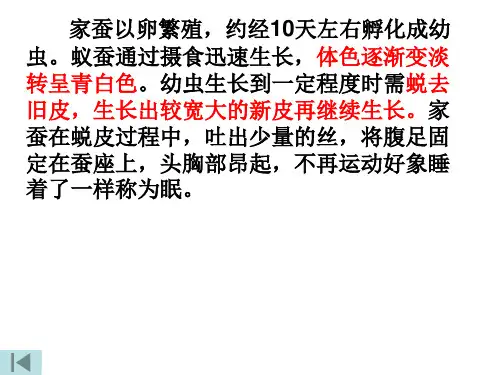 蚕的生长变化课件