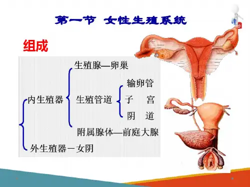 内脏 生殖系统 女性生殖系统 人体解剖生理学课件