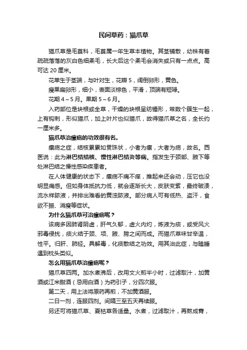 民间草药：猫爪草