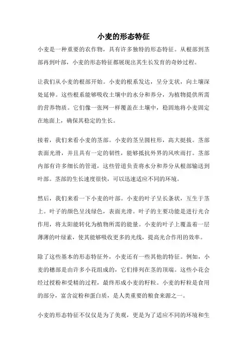 小麦的形态特征
