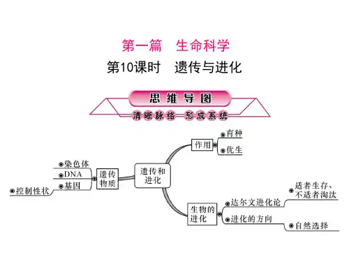 第10课时遗传与进化PPT课件(初中科学)