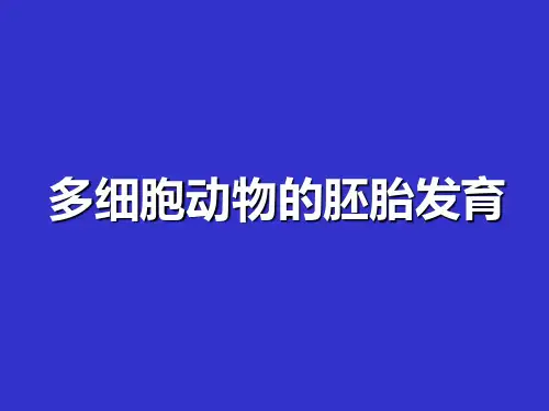 多细胞动物的胚胎发育