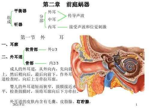 耳部解剖示意图